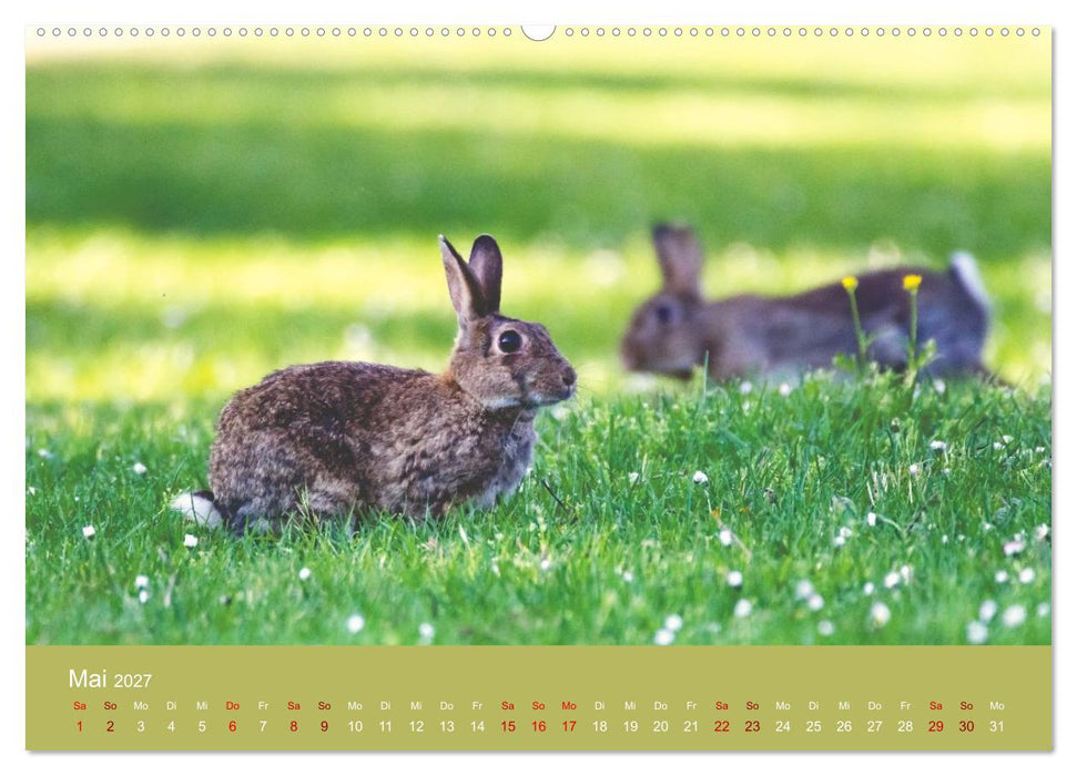 Unter Füchsen und Hirschen (CALVENDO Wandkalender 2027)