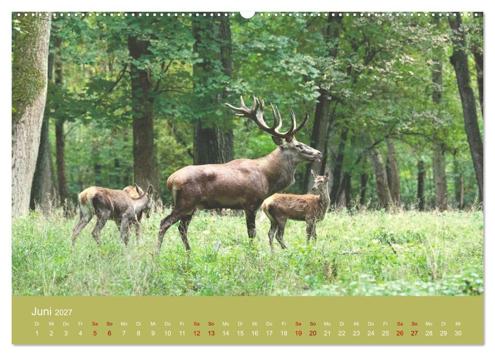Unter Füchsen und Hirschen (CALVENDO Wandkalender 2027)