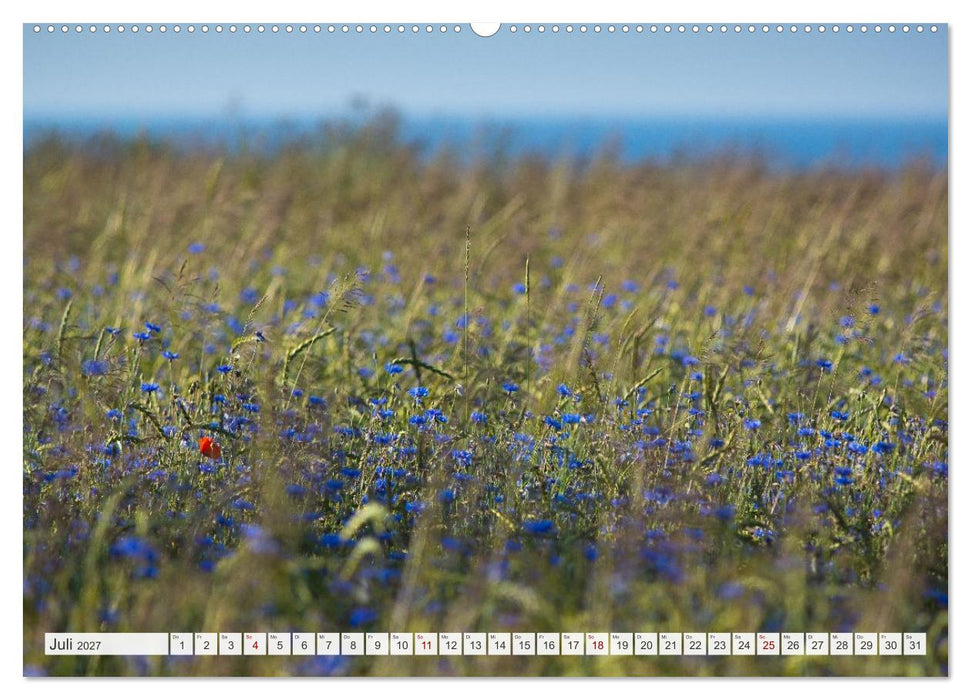 Feine Formen der Natur (CALVENDO Premium Wandkalender 2027)
