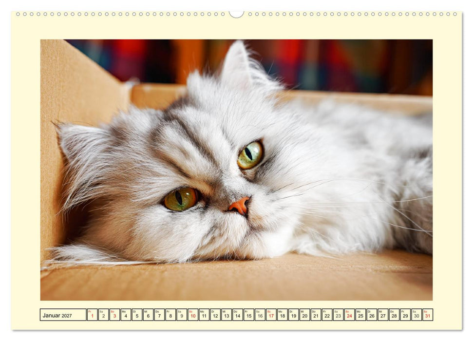 Edle Perserkatzen. Leises Schnurren in Haus und Garten (CALVENDO Premium Wandkalender 2027)