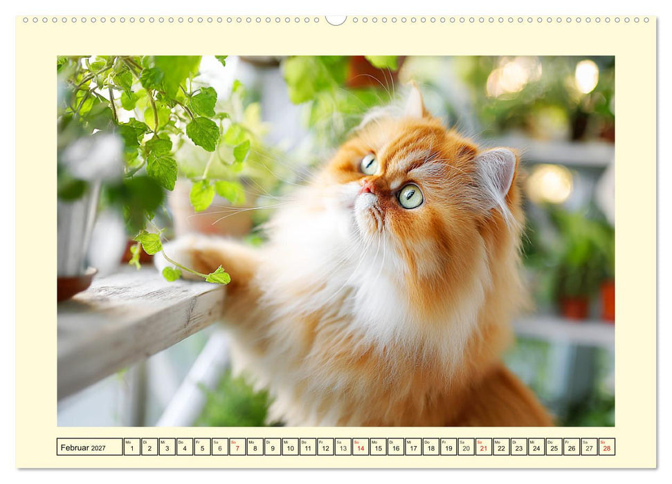 Edle Perserkatzen. Leises Schnurren in Haus und Garten (CALVENDO Premium Wandkalender 2027)