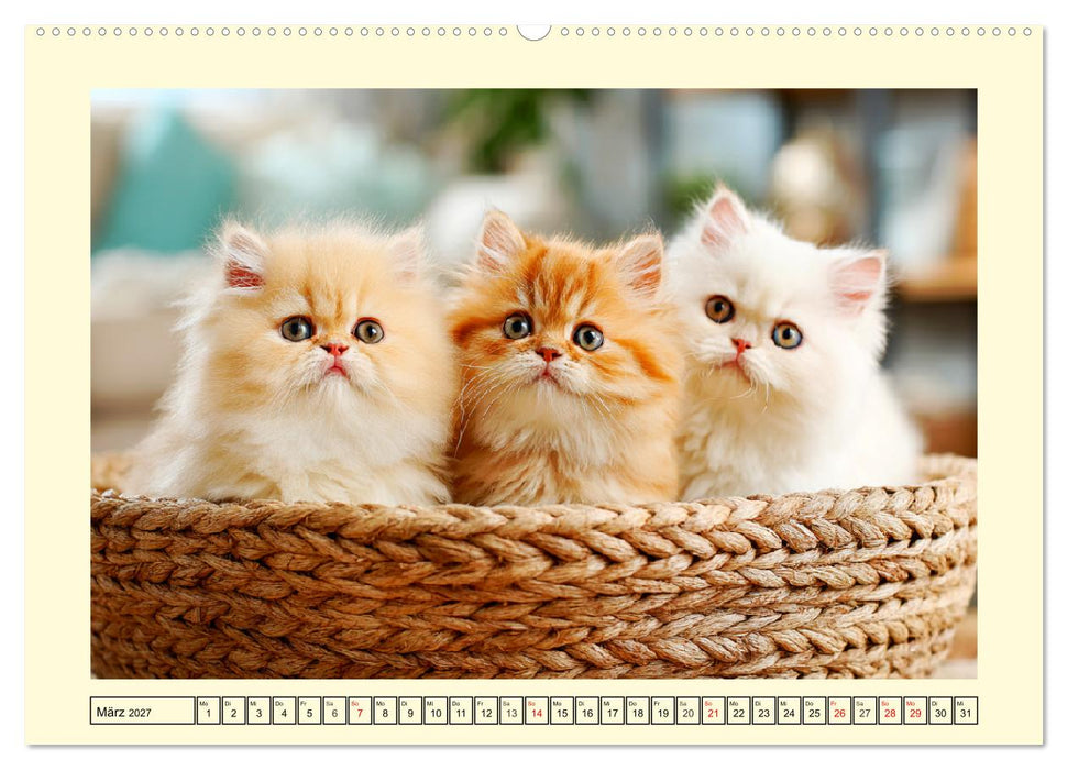 Edle Perserkatzen. Leises Schnurren in Haus und Garten (CALVENDO Premium Wandkalender 2027)
