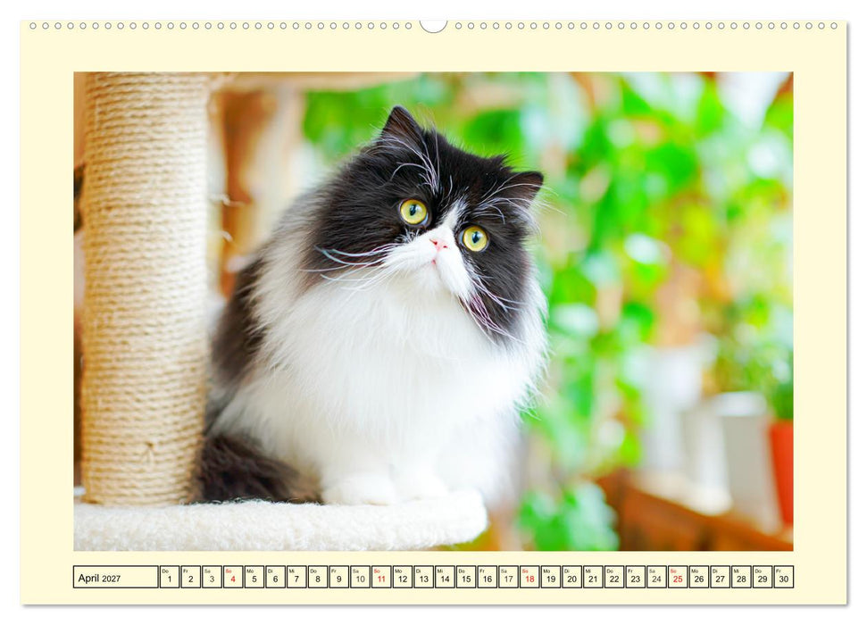 Edle Perserkatzen. Leises Schnurren in Haus und Garten (CALVENDO Premium Wandkalender 2027)