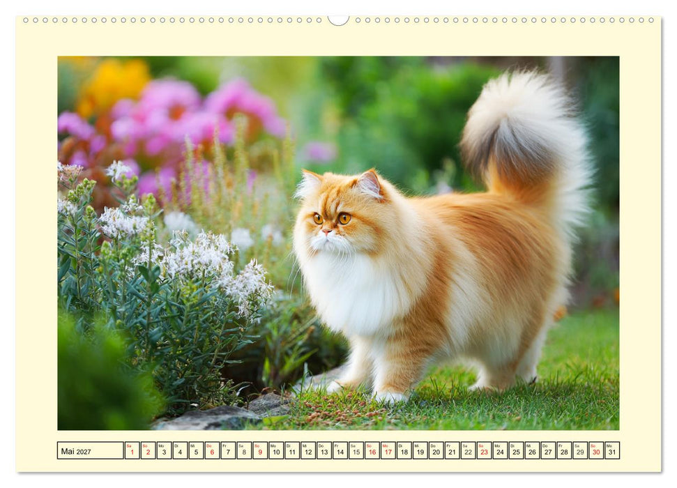 Edle Perserkatzen. Leises Schnurren in Haus und Garten (CALVENDO Premium Wandkalender 2027)