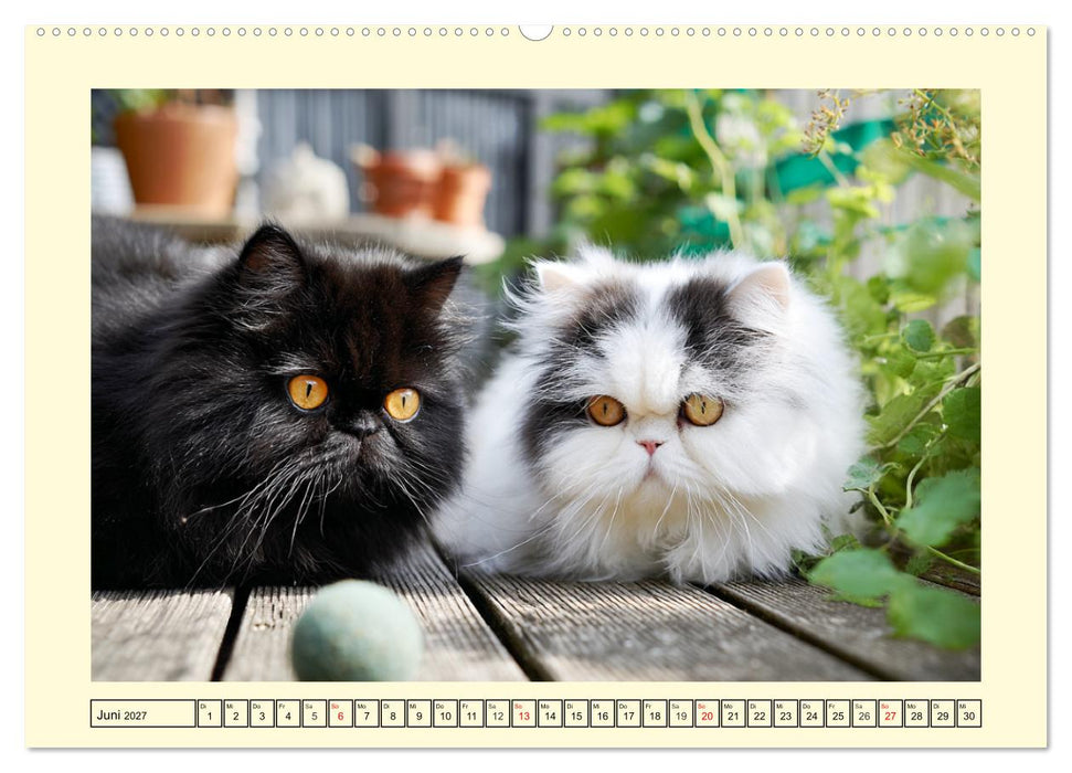 Edle Perserkatzen. Leises Schnurren in Haus und Garten (CALVENDO Premium Wandkalender 2027)