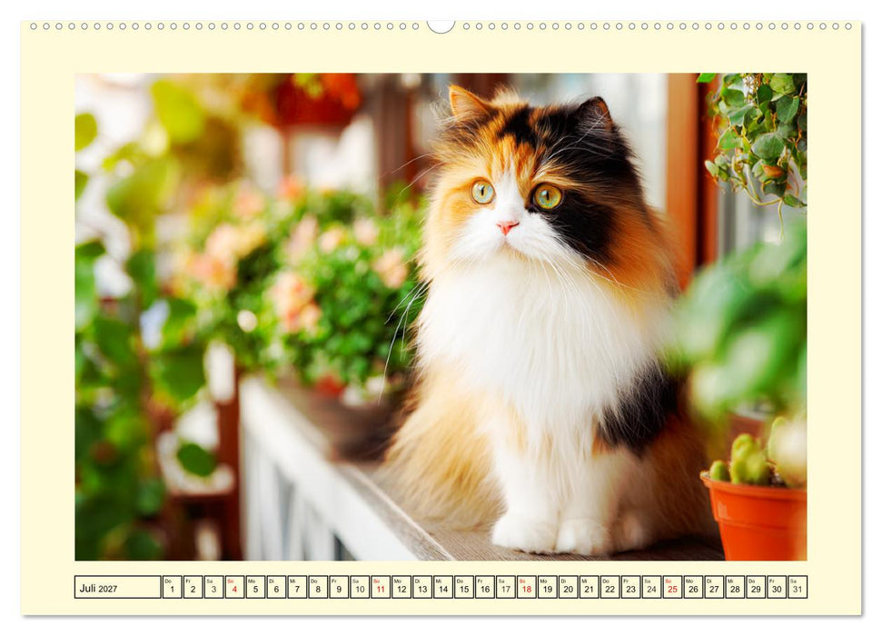 Edle Perserkatzen. Leises Schnurren in Haus und Garten (CALVENDO Premium Wandkalender 2027)