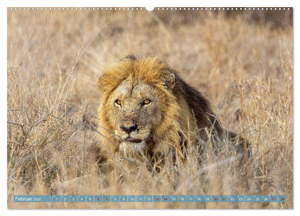 12 Schritte durch die Wildnis, Kruger Park Edition (CALVENDO Premium Wandkalender 2027)