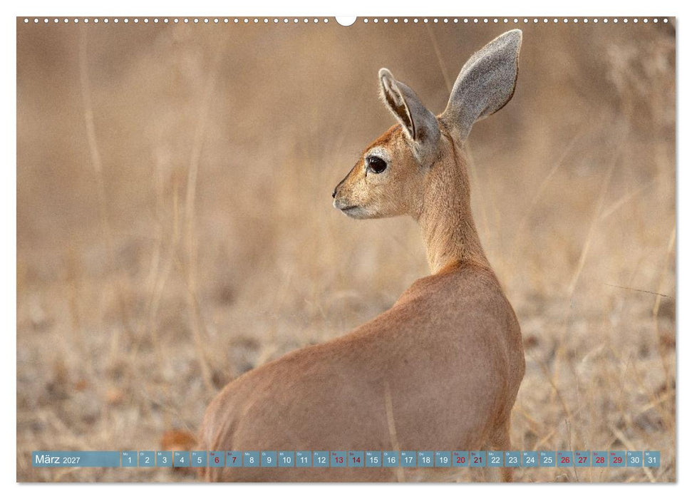 12 Schritte durch die Wildnis, Kruger Park Edition (CALVENDO Premium Wandkalender 2027)