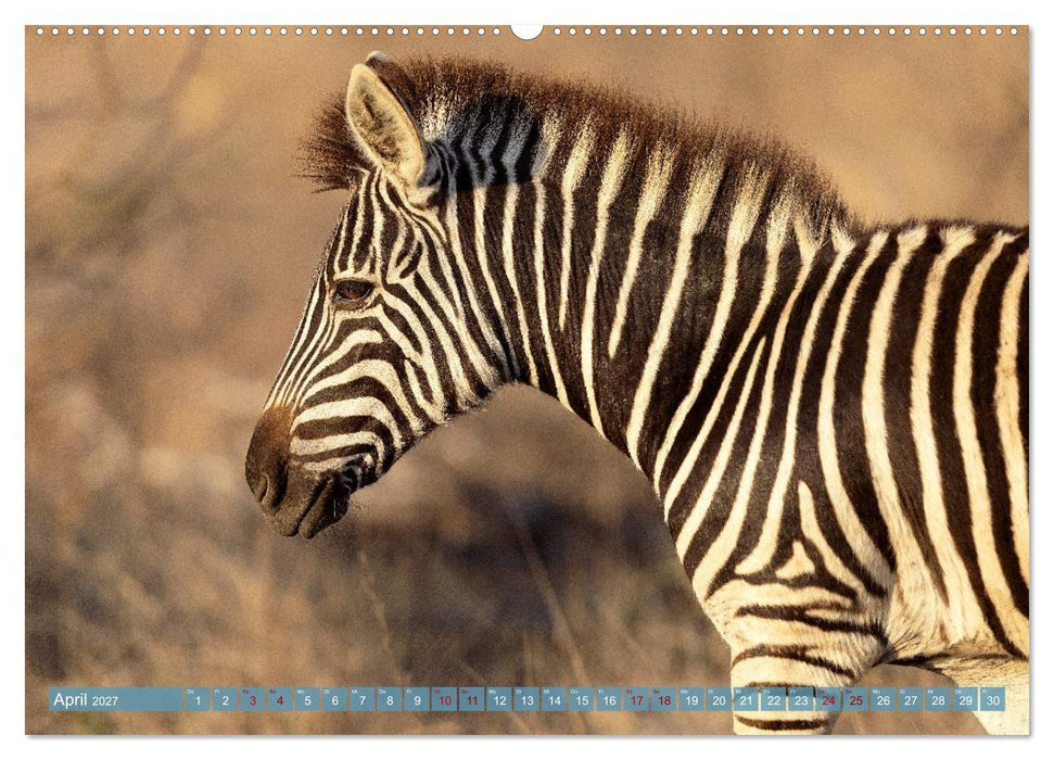 12 Schritte durch die Wildnis, Kruger Park Edition (CALVENDO Premium Wandkalender 2027)