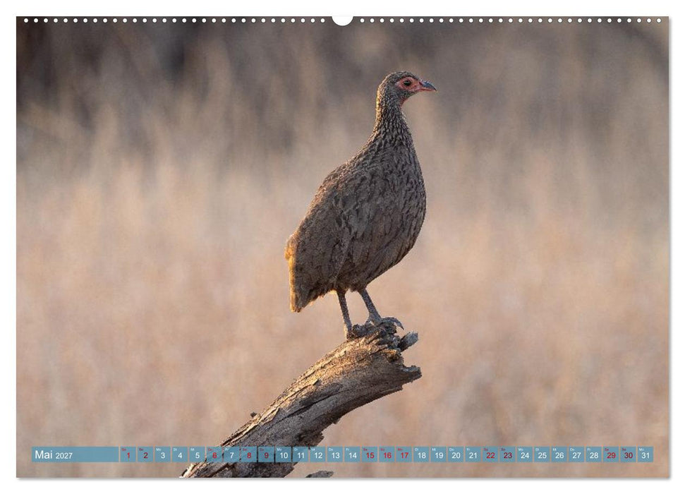 12 Schritte durch die Wildnis, Kruger Park Edition (CALVENDO Premium Wandkalender 2027)