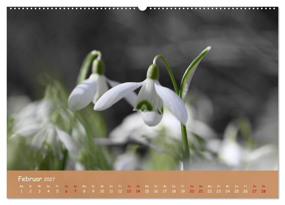 Der Zauber steckt immer im Detail (CALVENDO Wandkalender 2027)