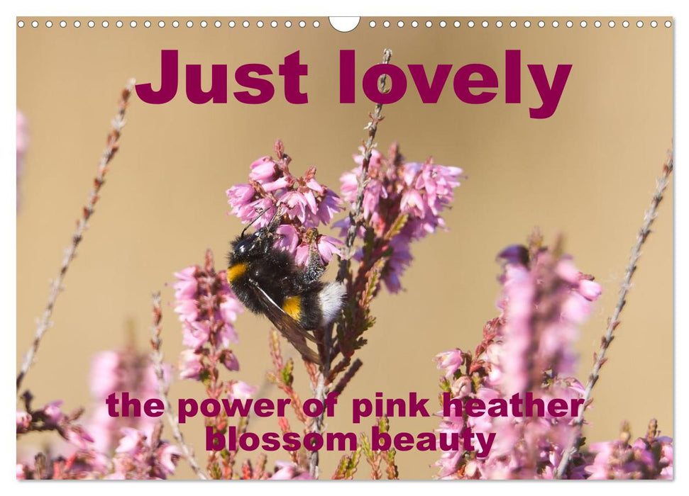 Just lovely - the power of pink heather blossom beauty (CALVENDO Monthly Calendar 2027)