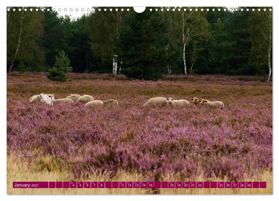 Just lovely - the power of pink heather blossom beauty (CALVENDO Monthly Calendar 2027)