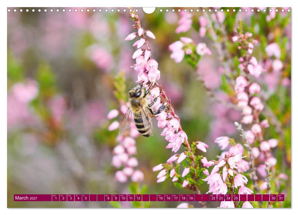 Just lovely - the power of pink heather blossom beauty (CALVENDO Monthly Calendar 2027)