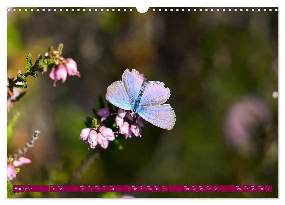 Just lovely - the power of pink heather blossom beauty (CALVENDO Monthly Calendar 2027)