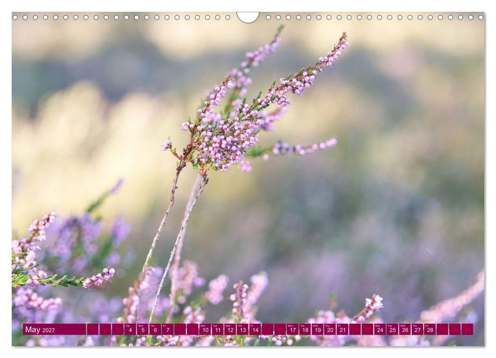 Just lovely - the power of pink heather blossom beauty (CALVENDO Monthly Calendar 2027)