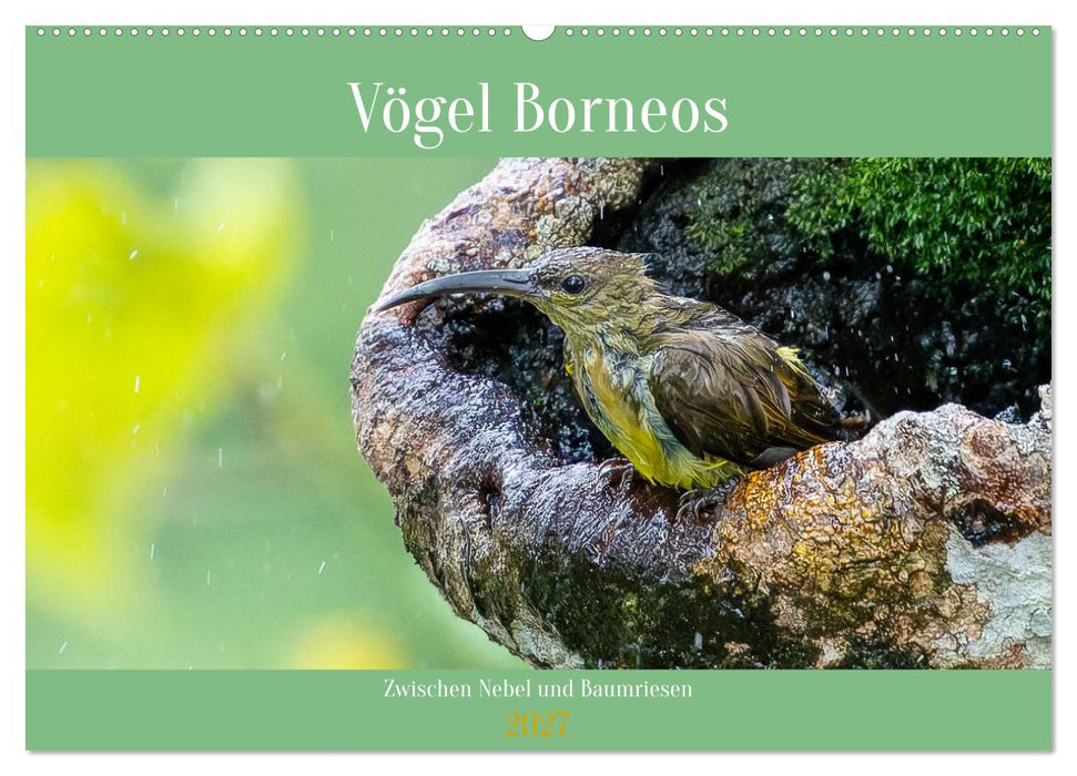 Zwischen Nebel und Baumriesen - Vögel Borneos (CALVENDO Wandkalender 2027)