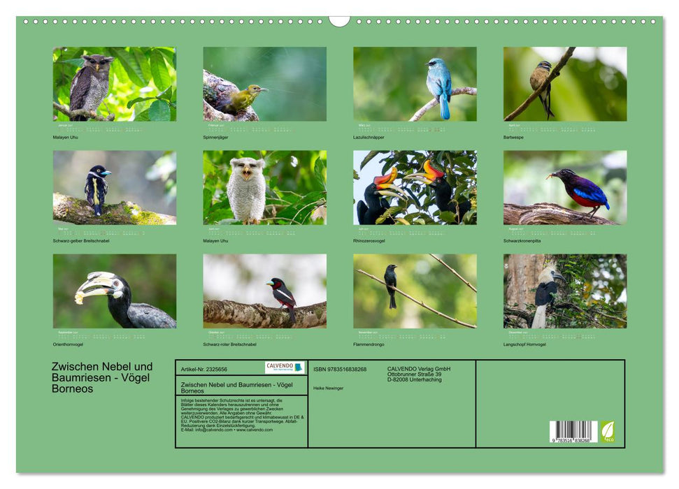 Zwischen Nebel und Baumriesen - Vögel Borneos (CALVENDO Wandkalender 2027)