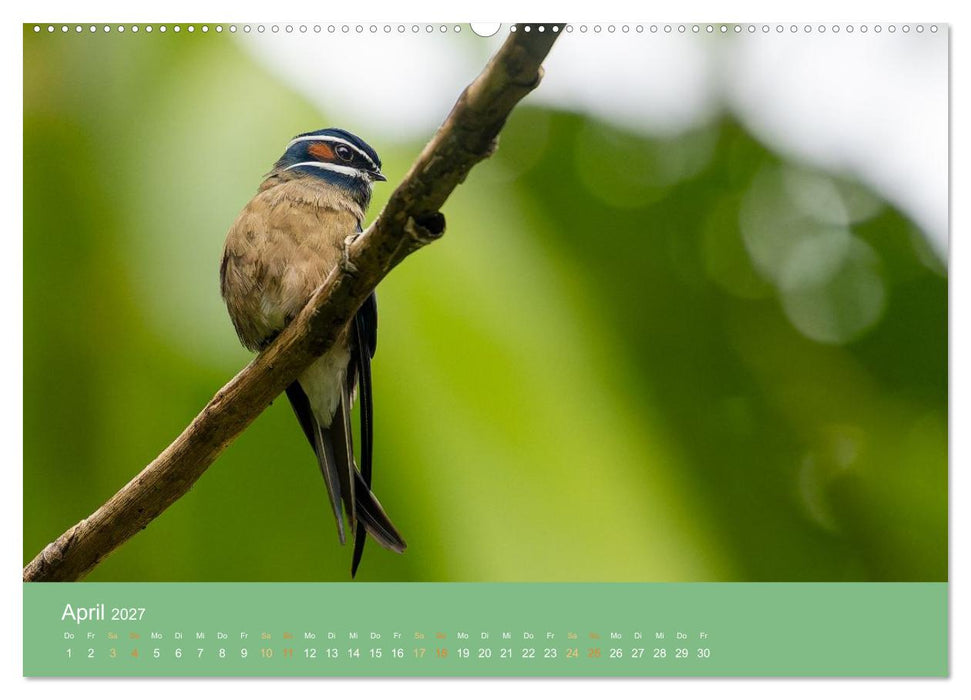 Zwischen Nebel und Baumriesen - Vögel Borneos (CALVENDO Wandkalender 2027)
