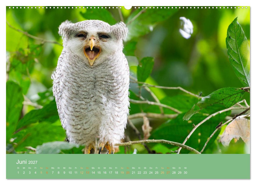 Zwischen Nebel und Baumriesen - Vögel Borneos (CALVENDO Wandkalender 2027)