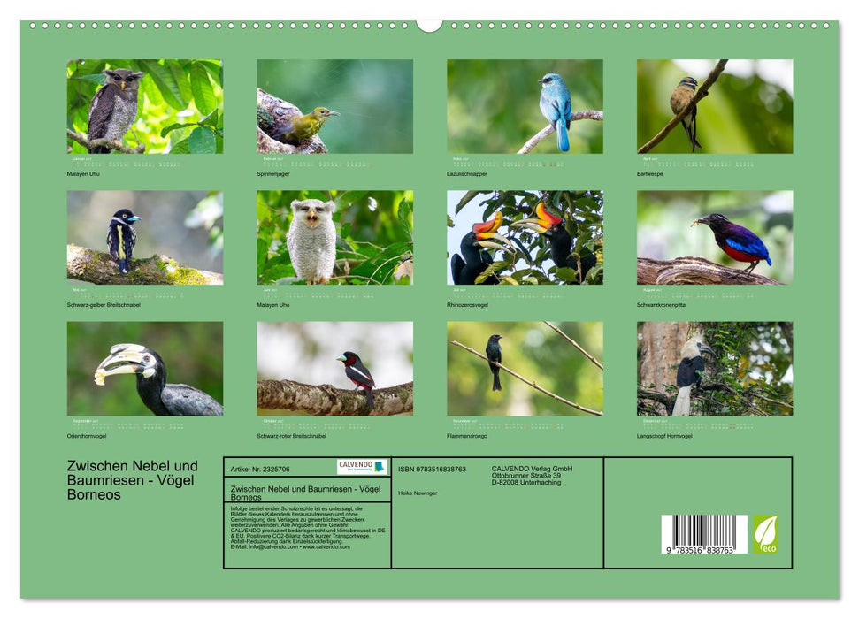Zwischen Nebel und Baumriesen - Vögel Borneos (CALVENDO Premium Wandkalender 2027)