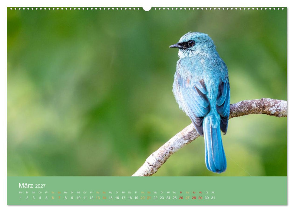 Zwischen Nebel und Baumriesen - Vögel Borneos (CALVENDO Premium Wandkalender 2027)