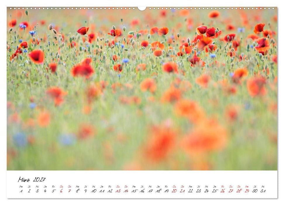 Mohnwiesen (CALVENDO Premium Wandkalender 2027)