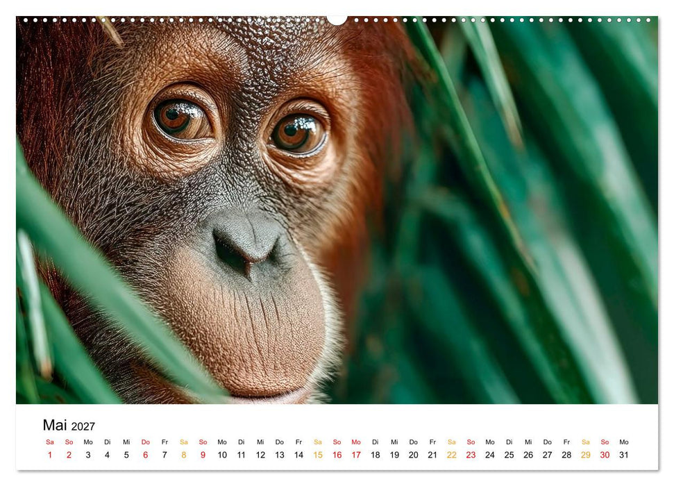 Orang Utans - Leben in den Baumkronen (CALVENDO Premium Wandkalender 2027)