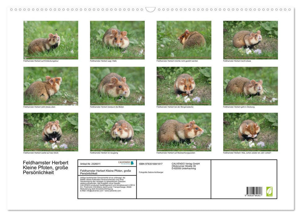 Feldhamster Herbert Kleine Pfoten, große Persönlichkeit (CALVENDO Wandkalender 2027)