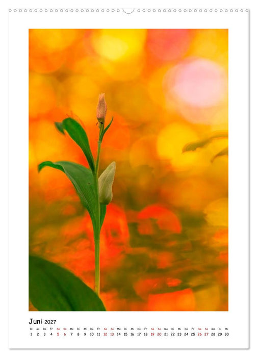 Bubble Bokeh (CALVENDO Premium Wandkalender 2027)