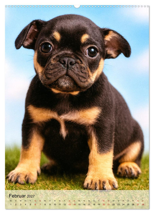 Frenchies Love – Kleine Schnuten ganz groß - Französische Bulldoggen Welpen unwiderstehlich süß (CALVENDO Wandkalender 2027)