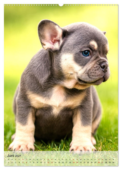 Frenchies Love – Kleine Schnuten ganz groß - Französische Bulldoggen Welpen unwiderstehlich süß (CALVENDO Wandkalender 2027)