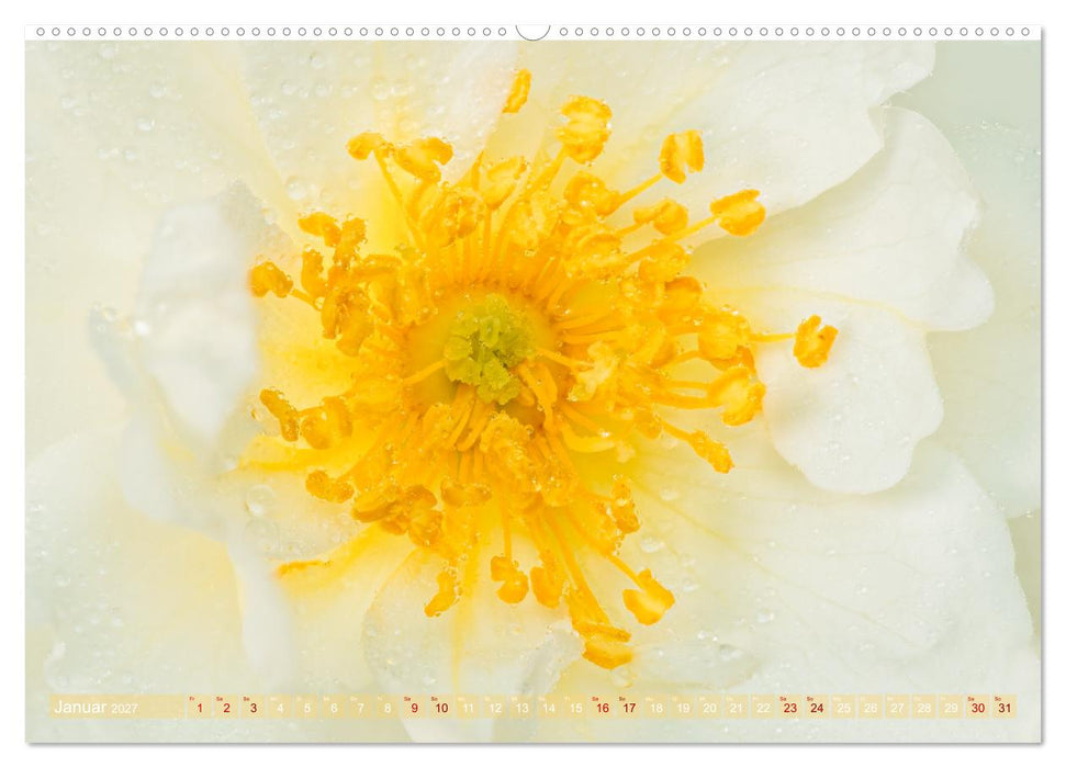 Rosen im Morgentau (CALVENDO Premium Wandkalender 2027)