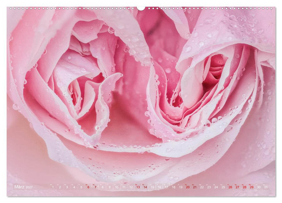 Rosen im Morgentau (CALVENDO Premium Wandkalender 2027)