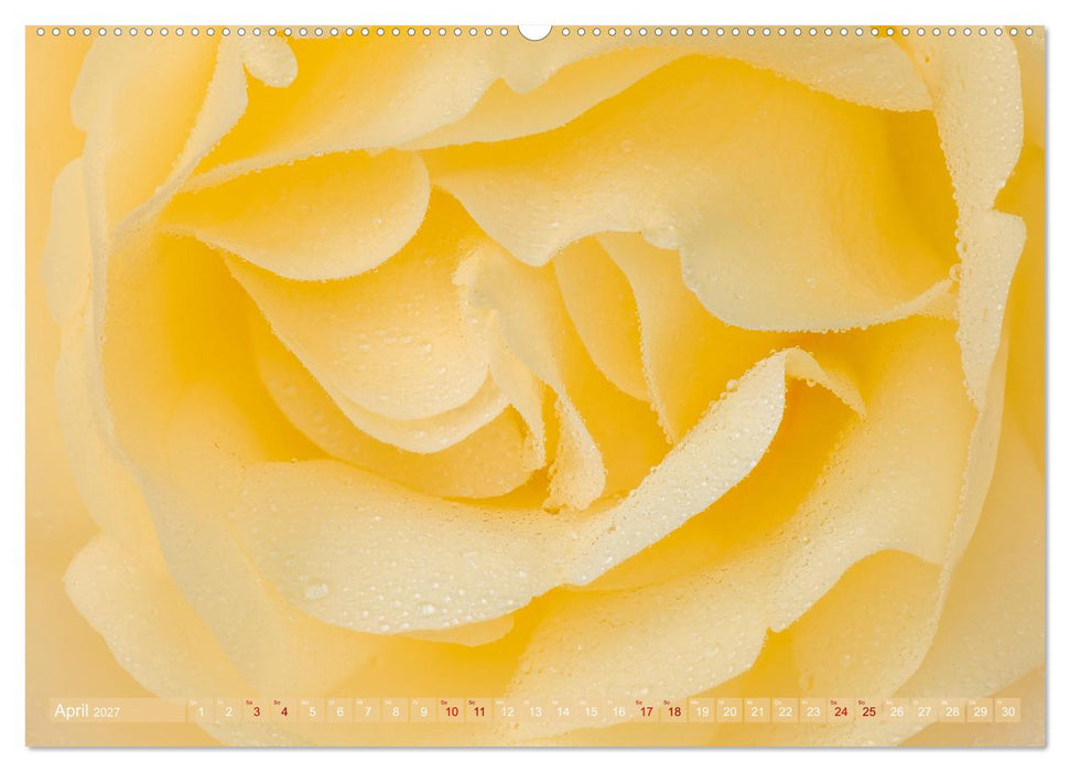 Rosen im Morgentau (CALVENDO Premium Wandkalender 2027)