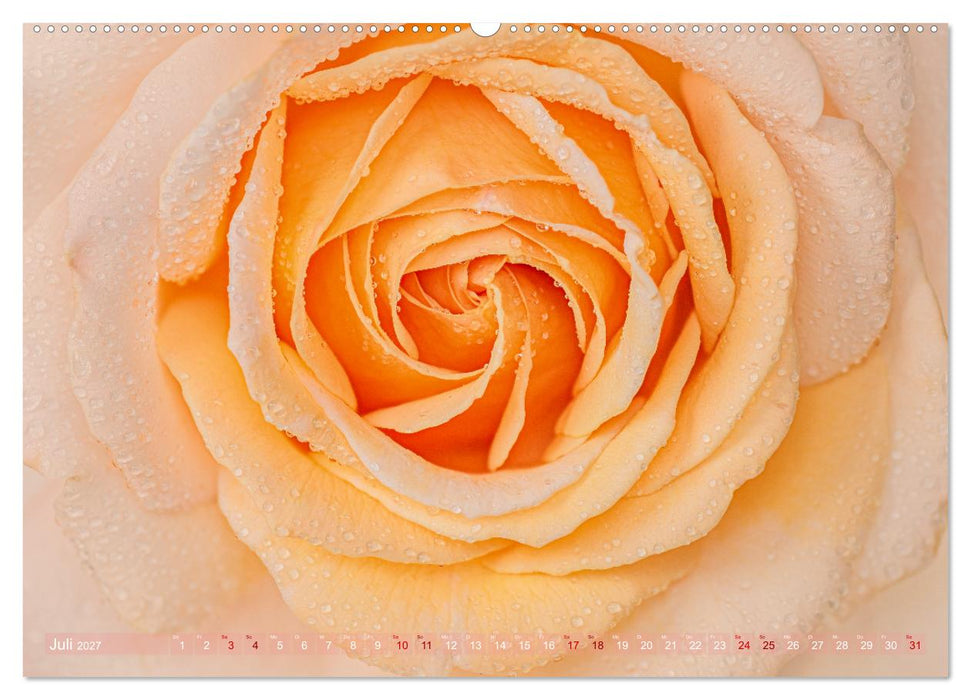 Rosen im Morgentau (CALVENDO Premium Wandkalender 2027)