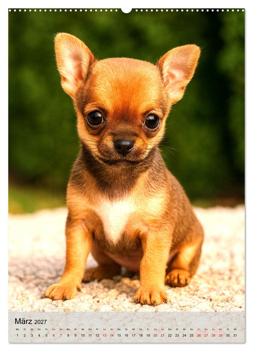 Chihuahua Diamonds – Magic Moments mit unseren schönsten Welpen aller Zeiten (CALVENDO Premium Wandkalender 2027)