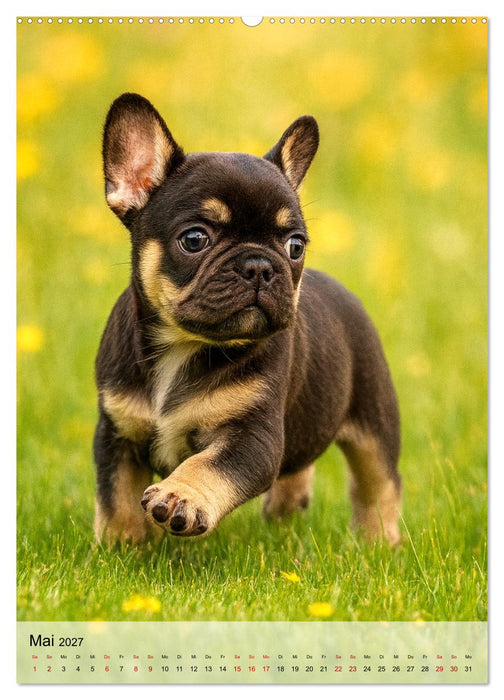 Frenchies Love – Kleine Schnuten ganz groß - Französische Bulldoggen Welpen unwiderstehlich süß (CALVENDO Premium Wandkalender 2027)