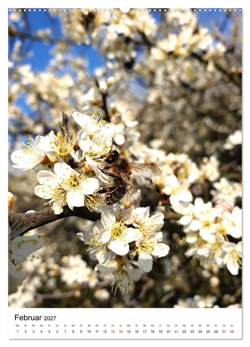 Imkers fleißigste Bienen - So arbeiten meine Immen – Originalaufnahmen aus erster Hand (CALVENDO Wandkalender 2027)