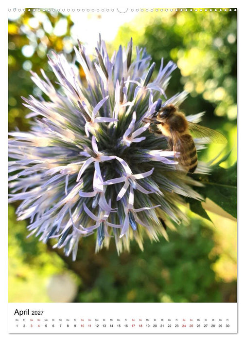Imkers fleißigste Bienen - So arbeiten meine Immen – Originalaufnahmen aus erster Hand (CALVENDO Wandkalender 2027)