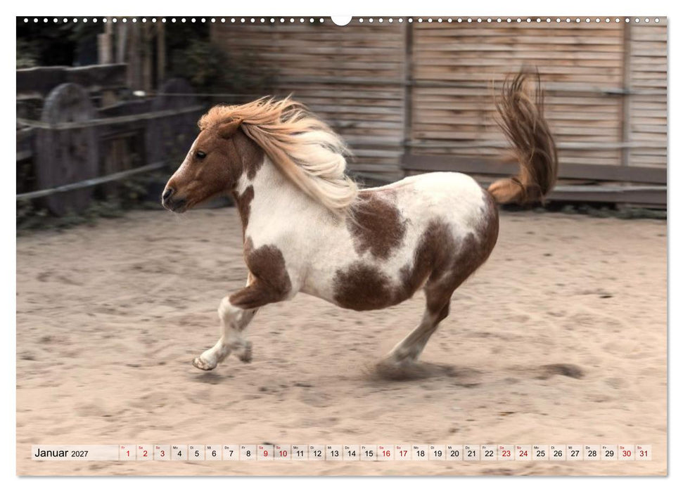 Colorful Horse Ranch – Wo Tinker posen und Ponys lächeln (CALVENDO Wandkalender 2027)