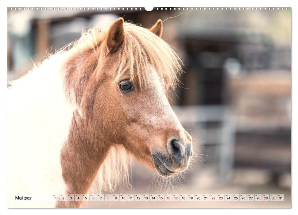 Colorful Horse Ranch – Wo Tinker posen und Ponys lächeln (CALVENDO Wandkalender 2027)