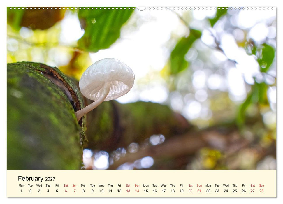 Whispers Beneath the Forest's Moss Mushrooms (CALVENDO Monthly Calendar 2027)
