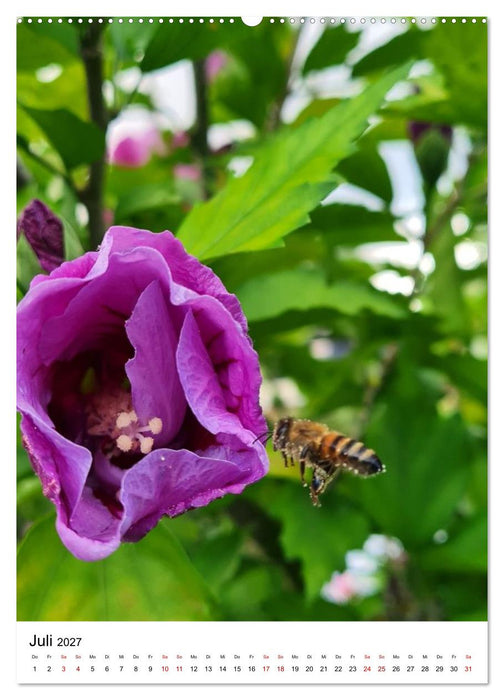 Imkers fleißigste Bienen - So arbeiten meine Immen – Originalaufnahmen aus erster Hand (CALVENDO Premium Wandkalender 2027)