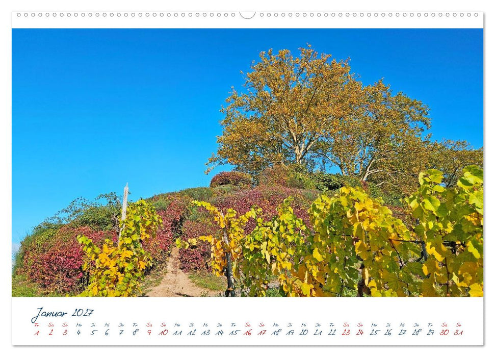 Königswinter-Oberdollendorf – Traum-Trip durch farbenprächtige Weinberge (CALVENDO Premium Wandkalender 2027)