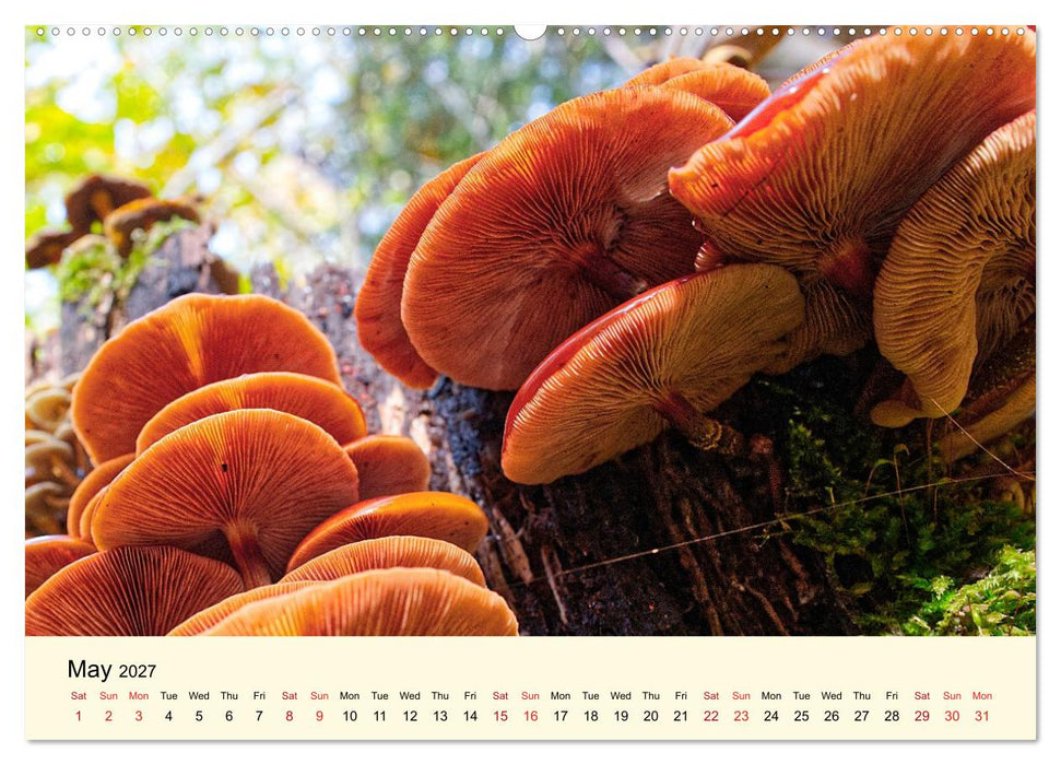 Whispers Beneath the Forest's Moss Mushrooms (CALVENDO Premium-Calendar 2027)