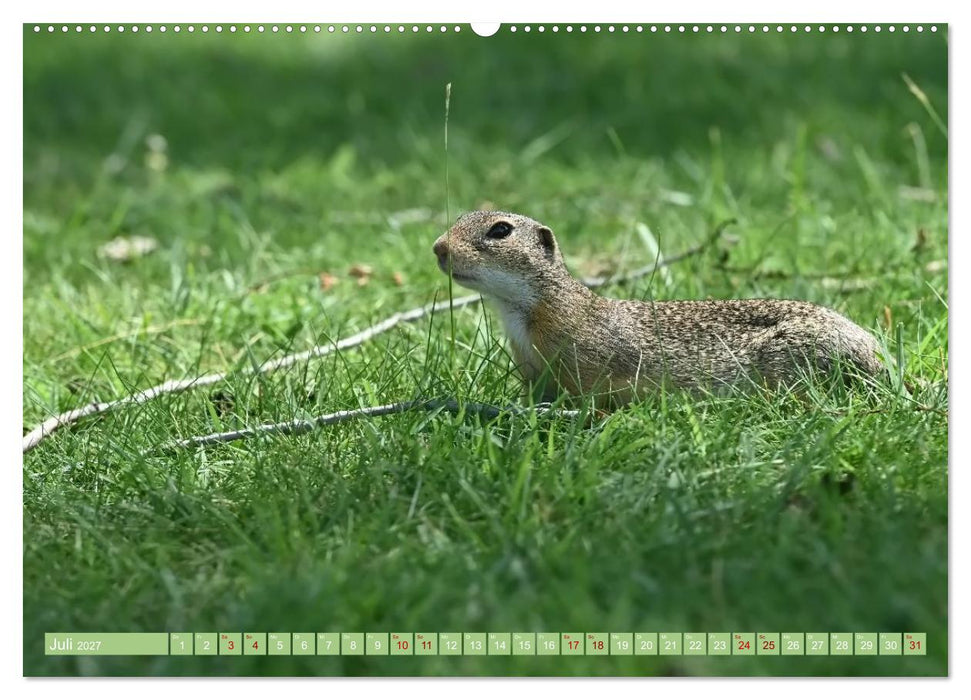 Ziesel im Burgenland (CALVENDO Premium Wandkalender 2027)