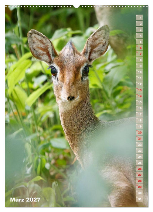 Safari hautnah - Südliches und östliches Afrika (CALVENDO Premium Wandkalender 2027)