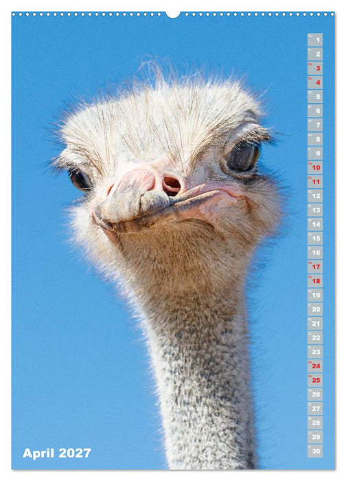 Safari hautnah - Südliches und östliches Afrika (CALVENDO Premium Wandkalender 2027)