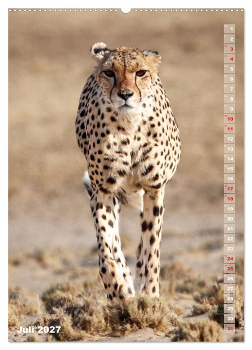 Safari hautnah - Südliches und östliches Afrika (CALVENDO Premium Wandkalender 2027)